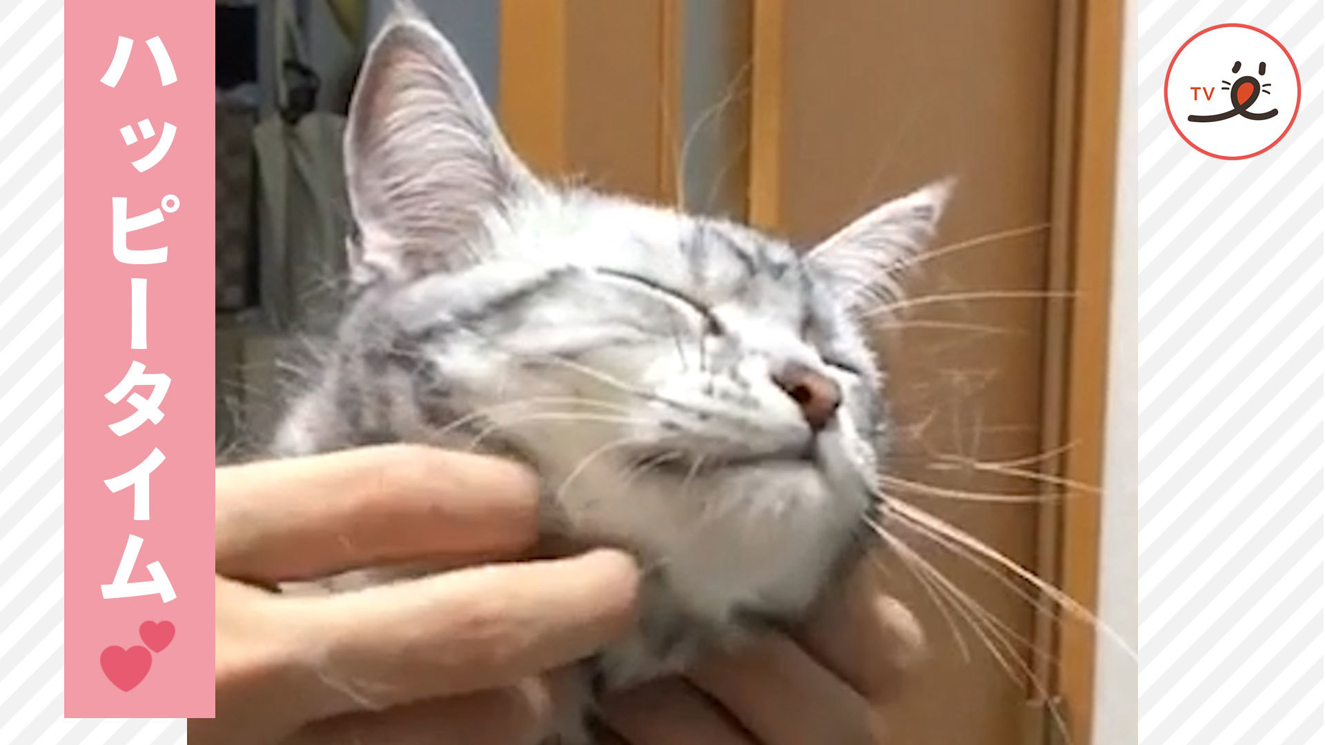 ニャンコの緩みきった表情が愛おしい！