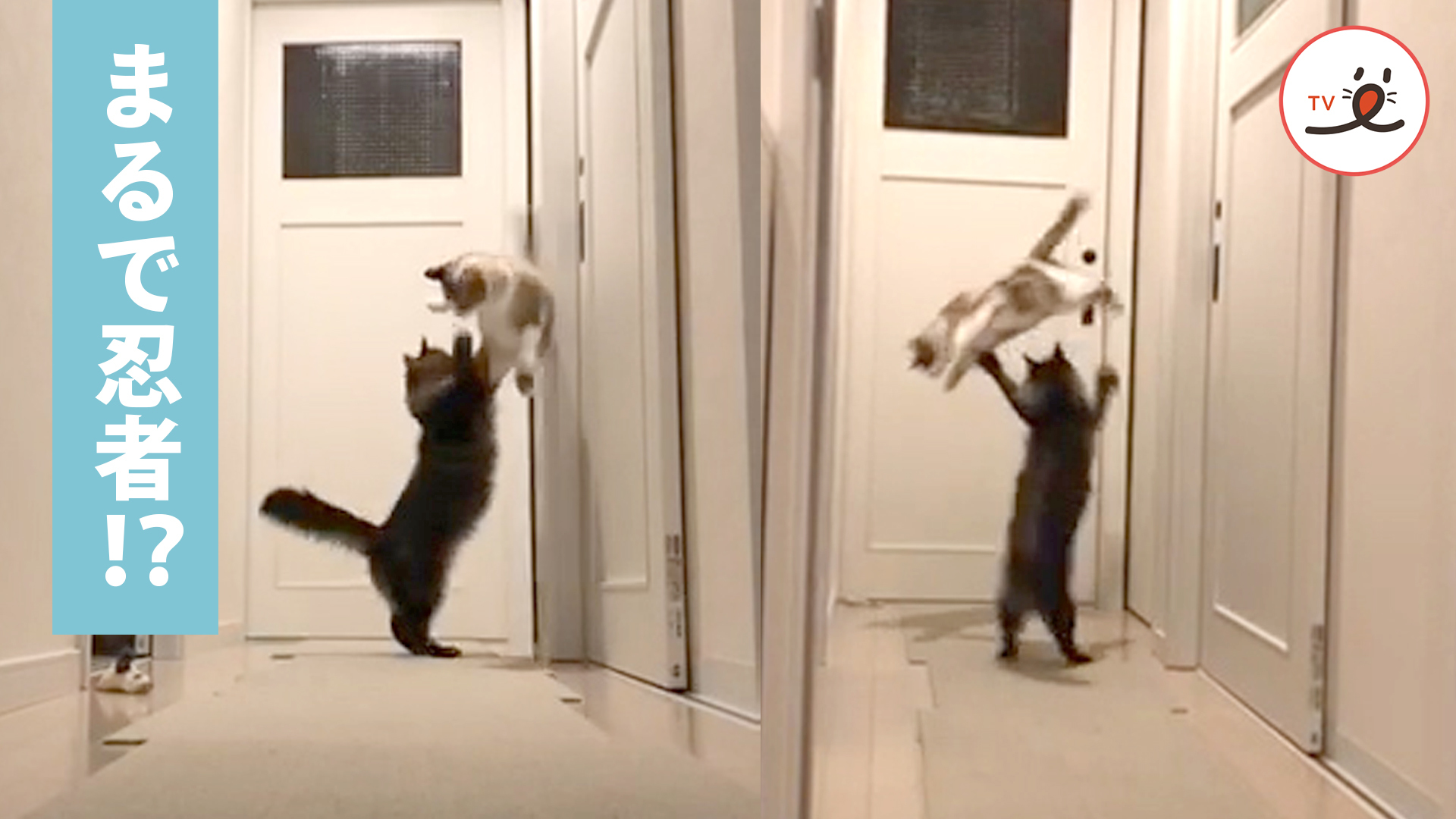 壁を蹴って宙返り！ ニャンコは忍者……？