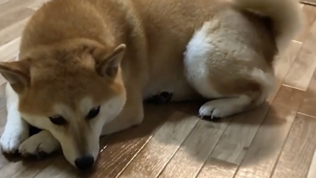 少しだけ寂しかった柴犬さん
