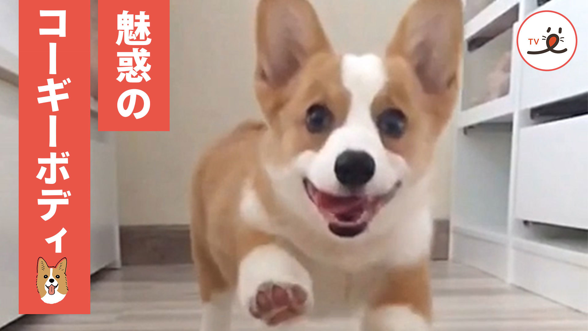 コーギーさんが大集合！ なんでこんなに可愛いの！？