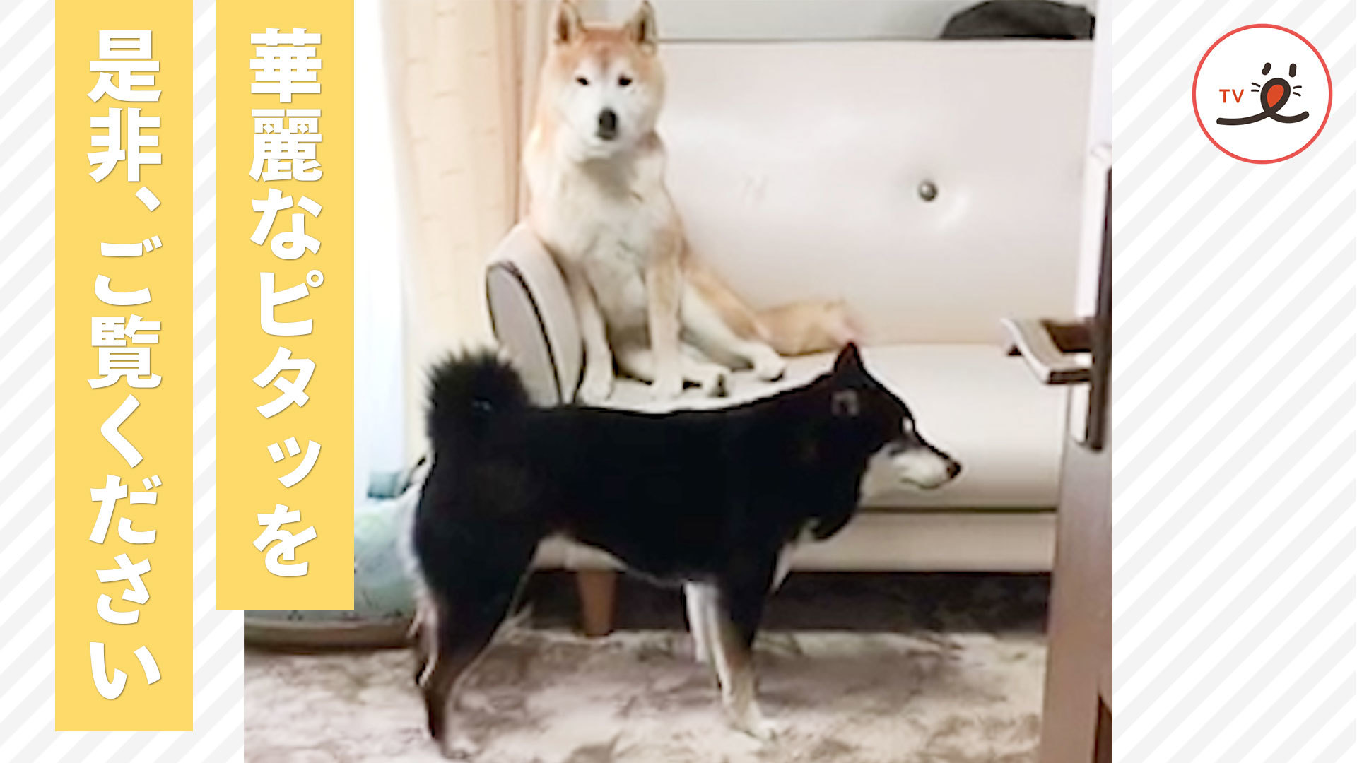 柴犬さんたちの温度差が激しすぎ！