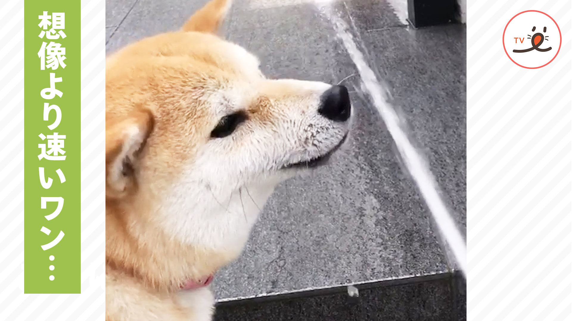 ホースの水と戦う柴犬たち♪