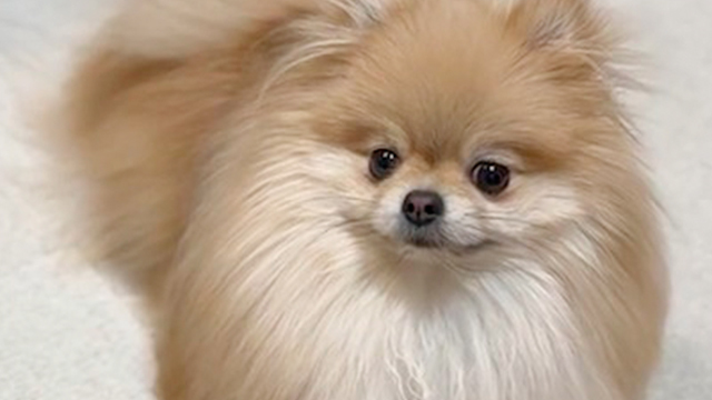 「遊ぶ？」って聞いたら反応が可愛かった♡