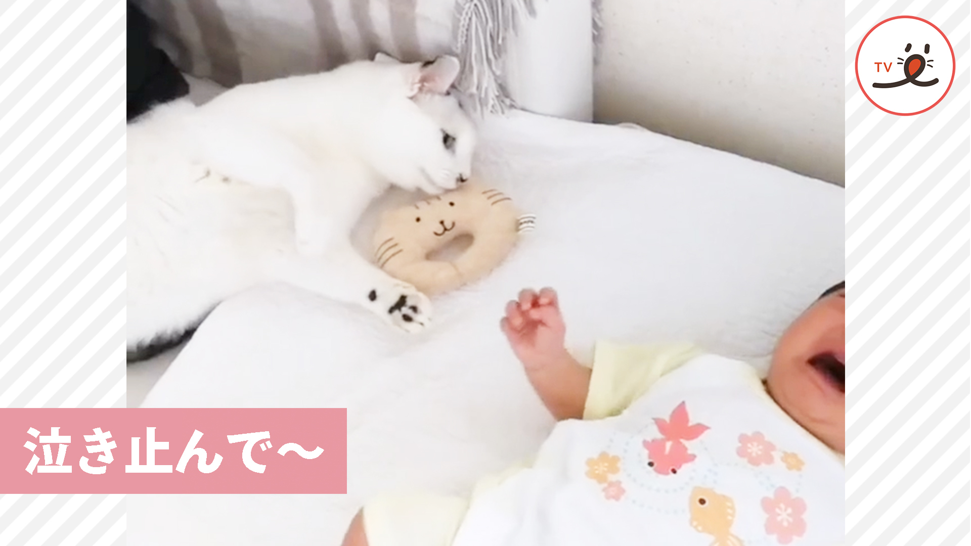 赤ちゃんが泣きだした！ その時子守りニャンコは……