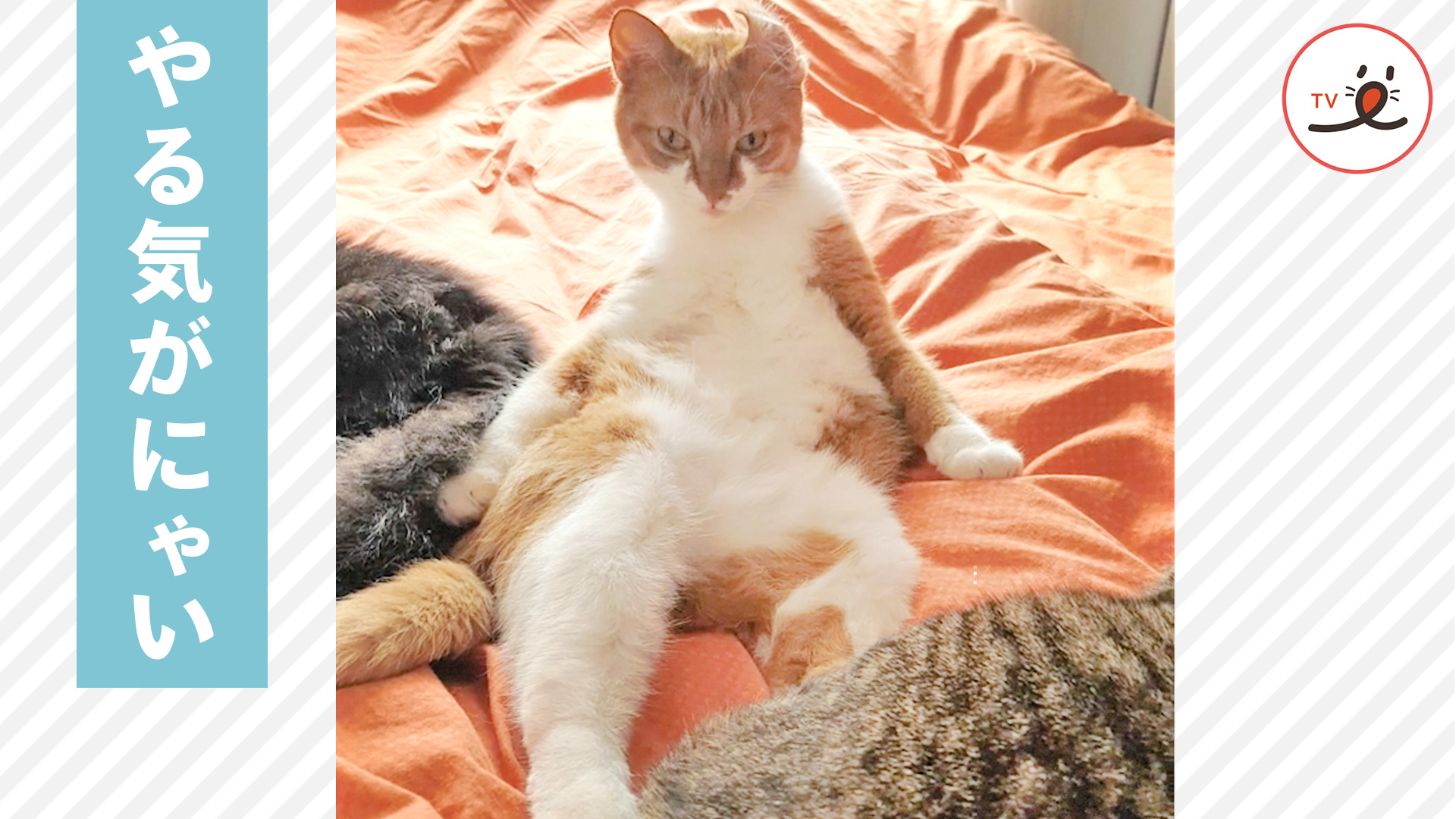 やる気を失ったニャンコ