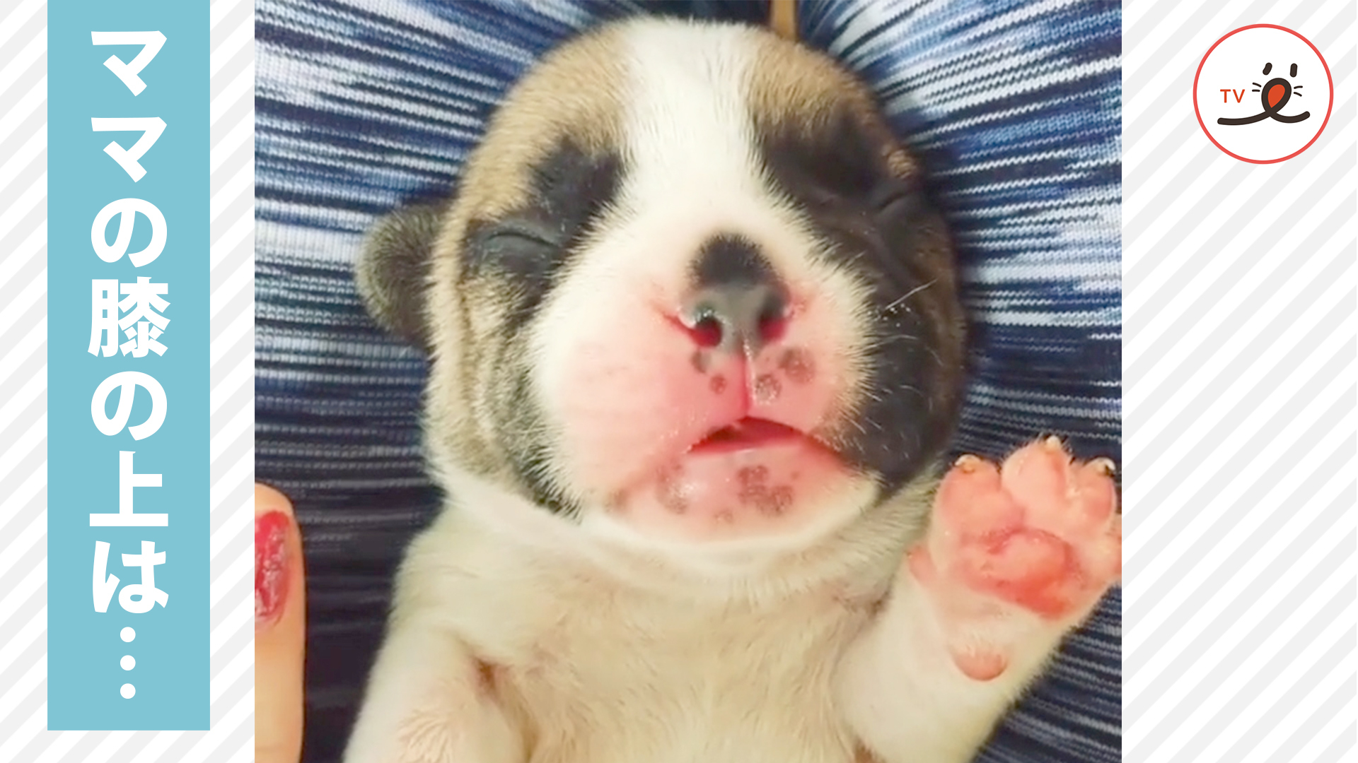 ぷにぷになフレブルの赤ちゃん♡