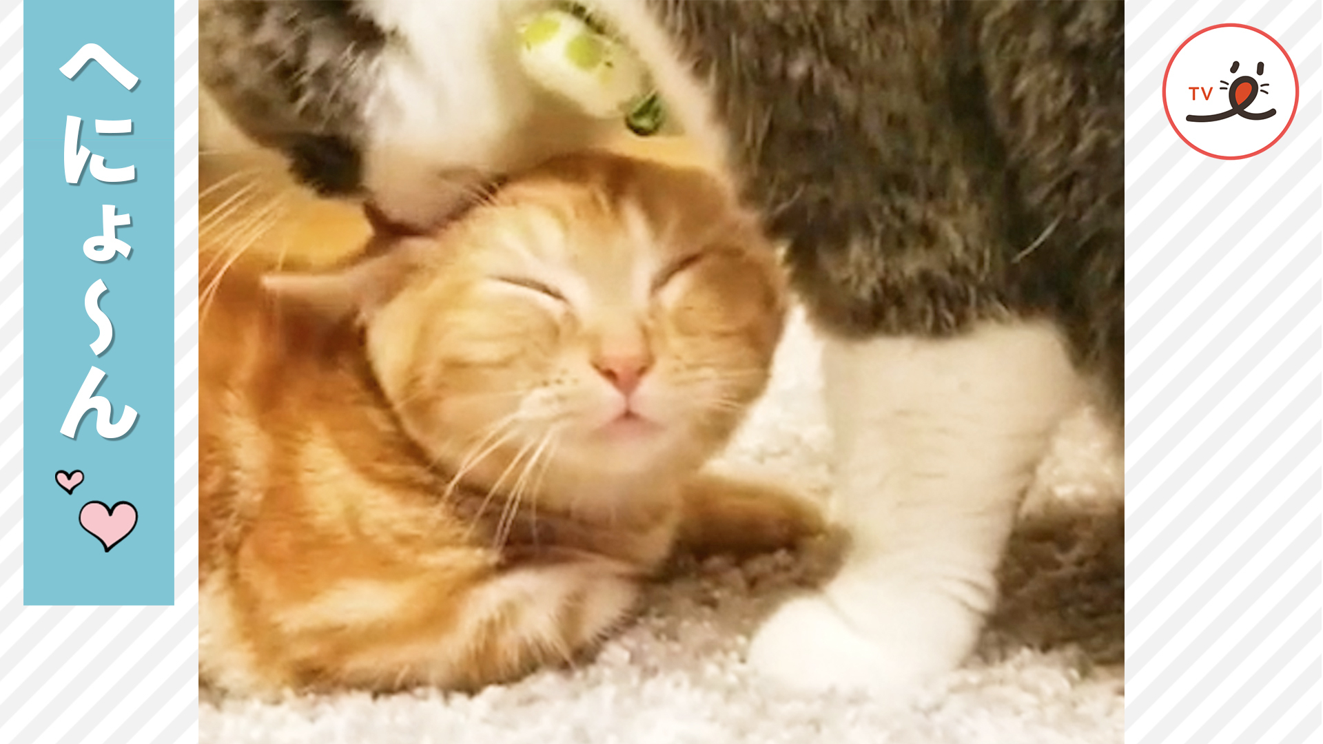 兄猫の愛情でとろける弟猫♡