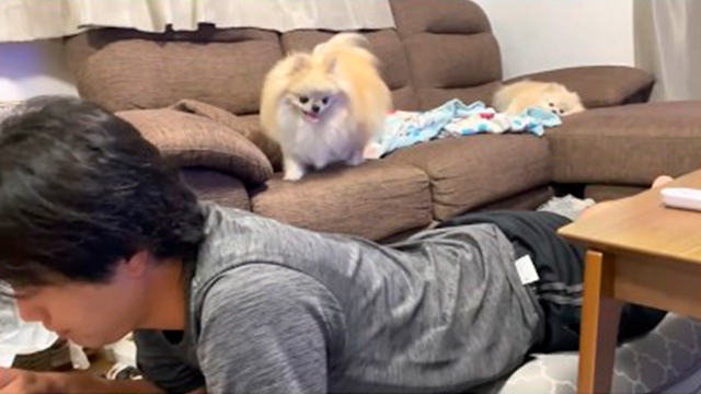 スマホにヤキモチを妬くポメラニアン