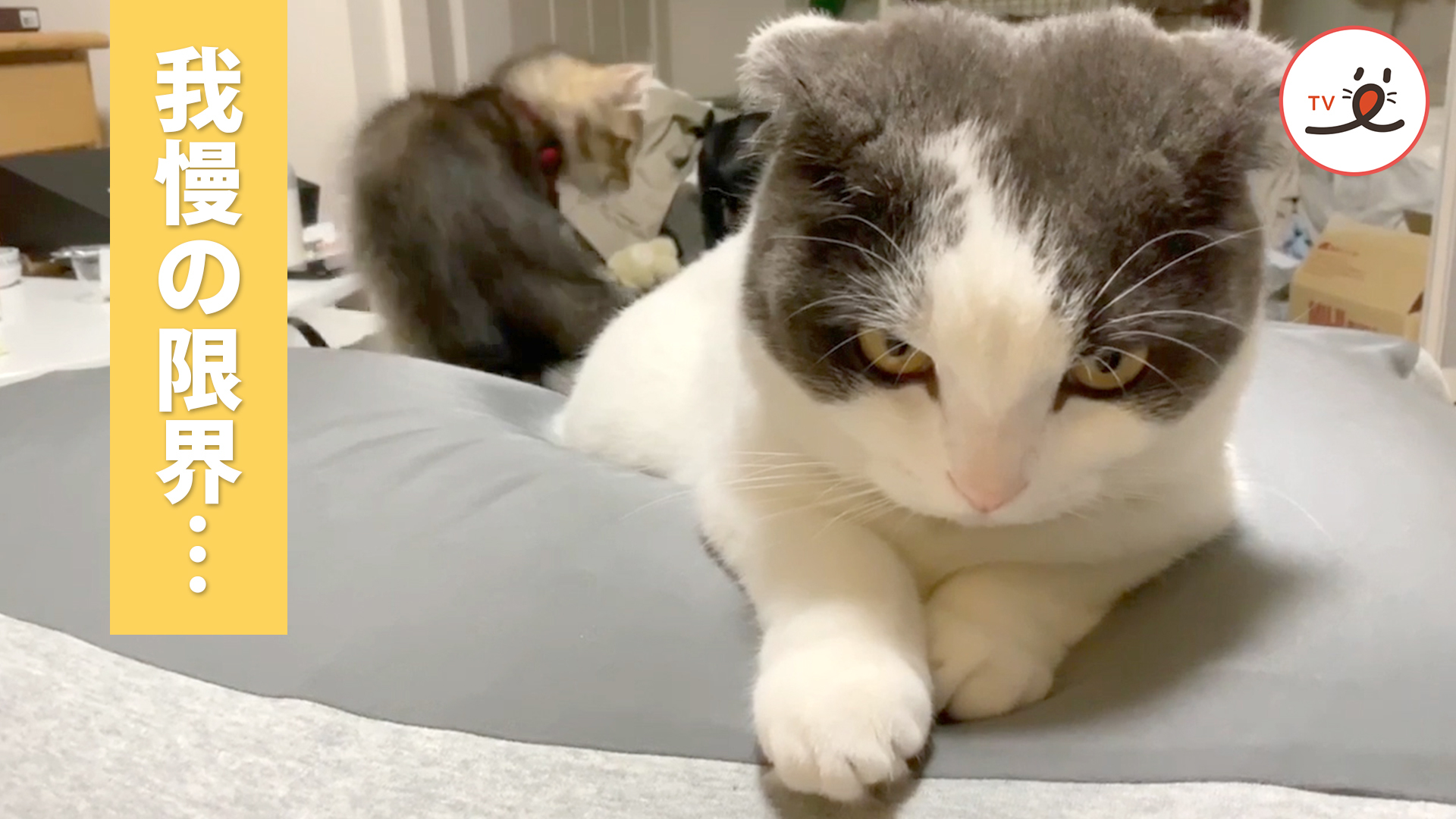 先輩猫の堪忍袋が限界を迎えようとしたその時！
