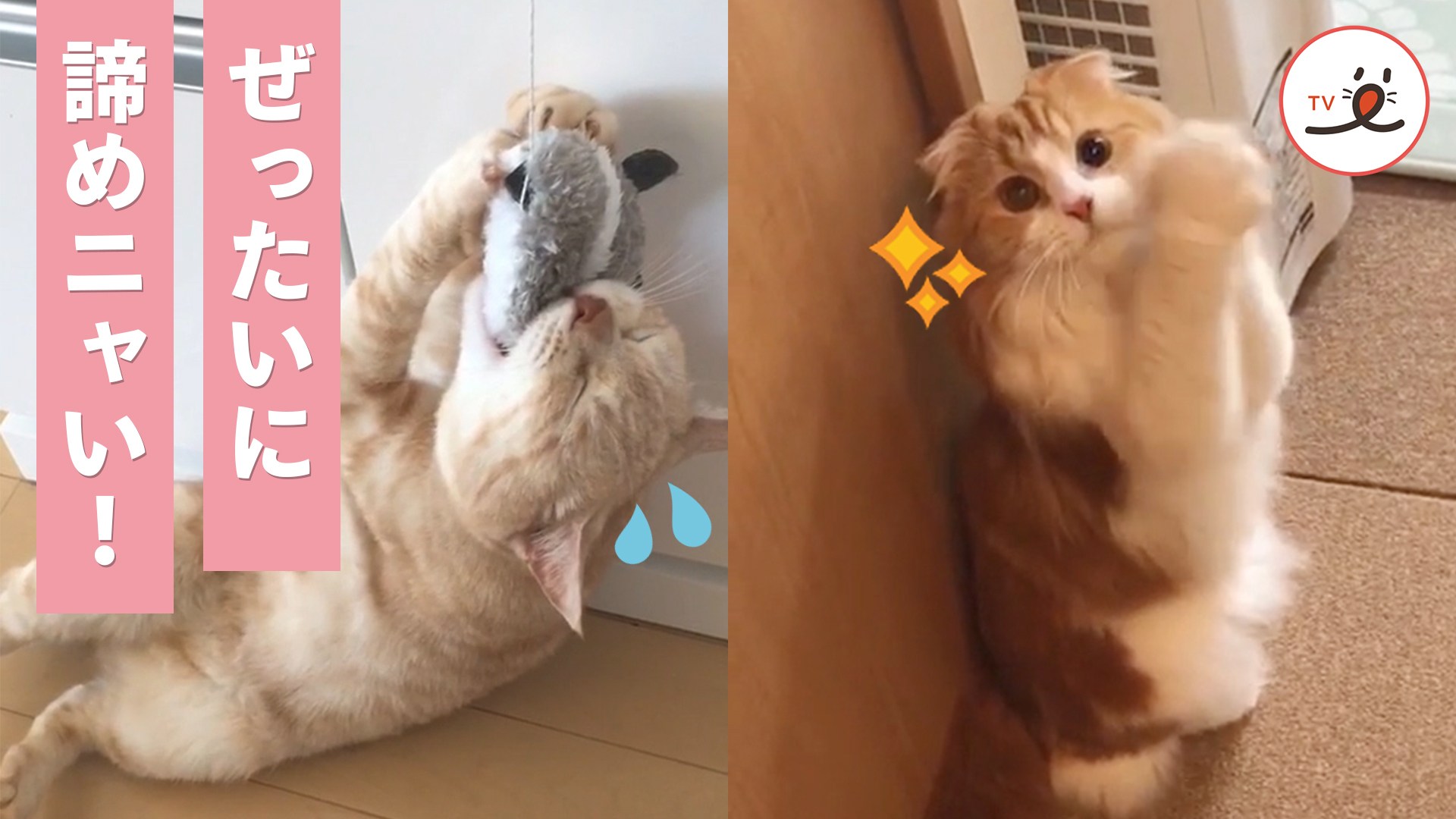 絶対に諦めない！ ニャンコたちの執念