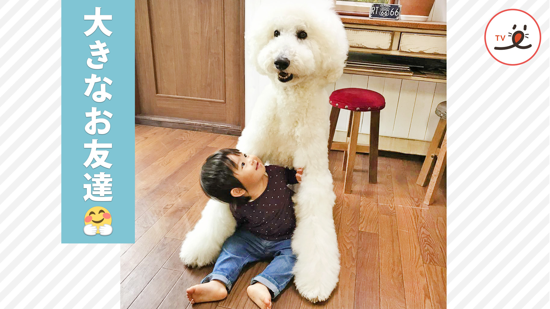 大型犬のスタンダードプードルと過ごす、ほっこりな時間♡ PECO（ペコ）