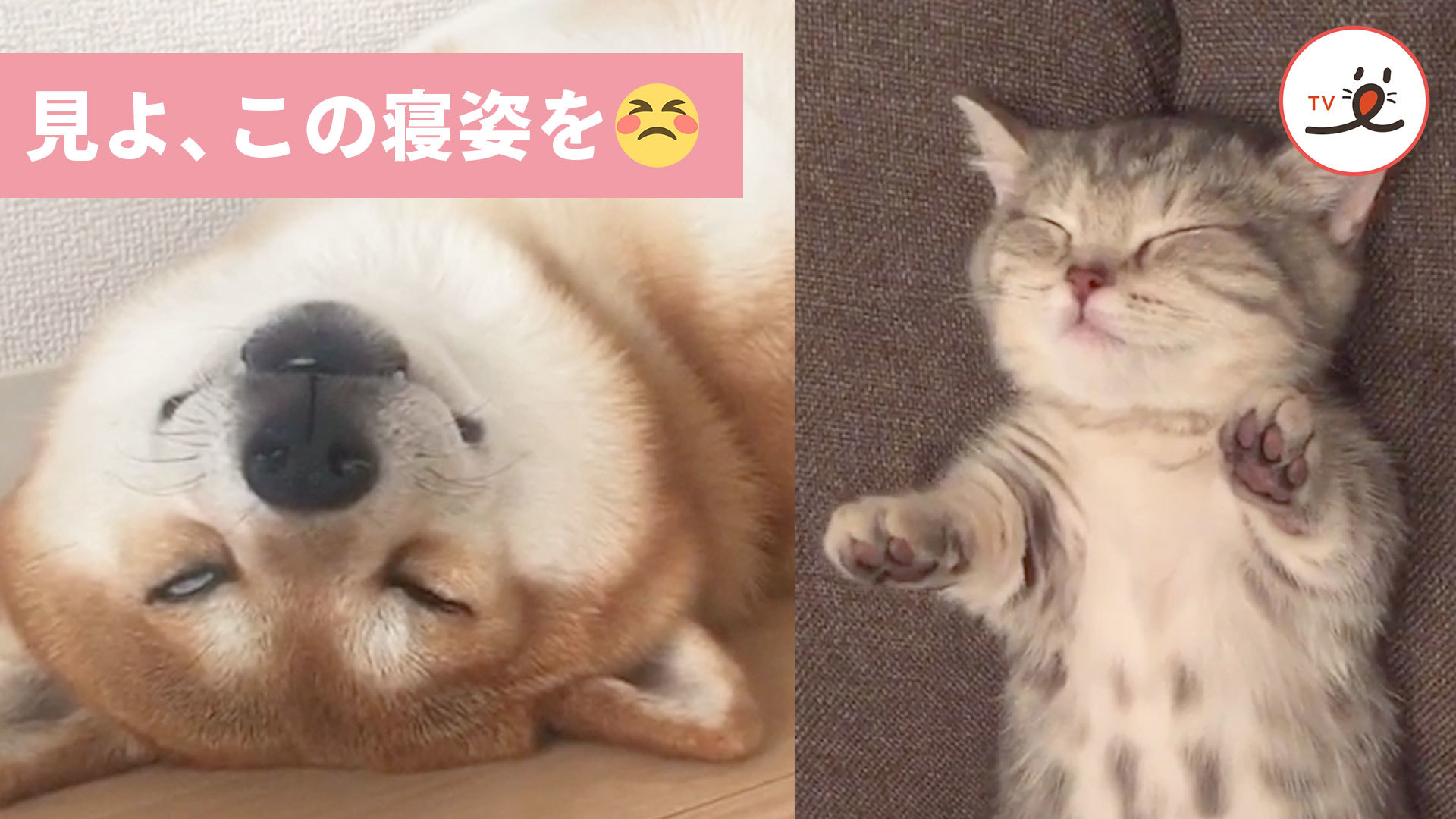 思わず頬が緩む♡ ワンニャンたちの寝相集！
