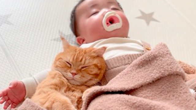 兄猫と妹のお昼寝♡