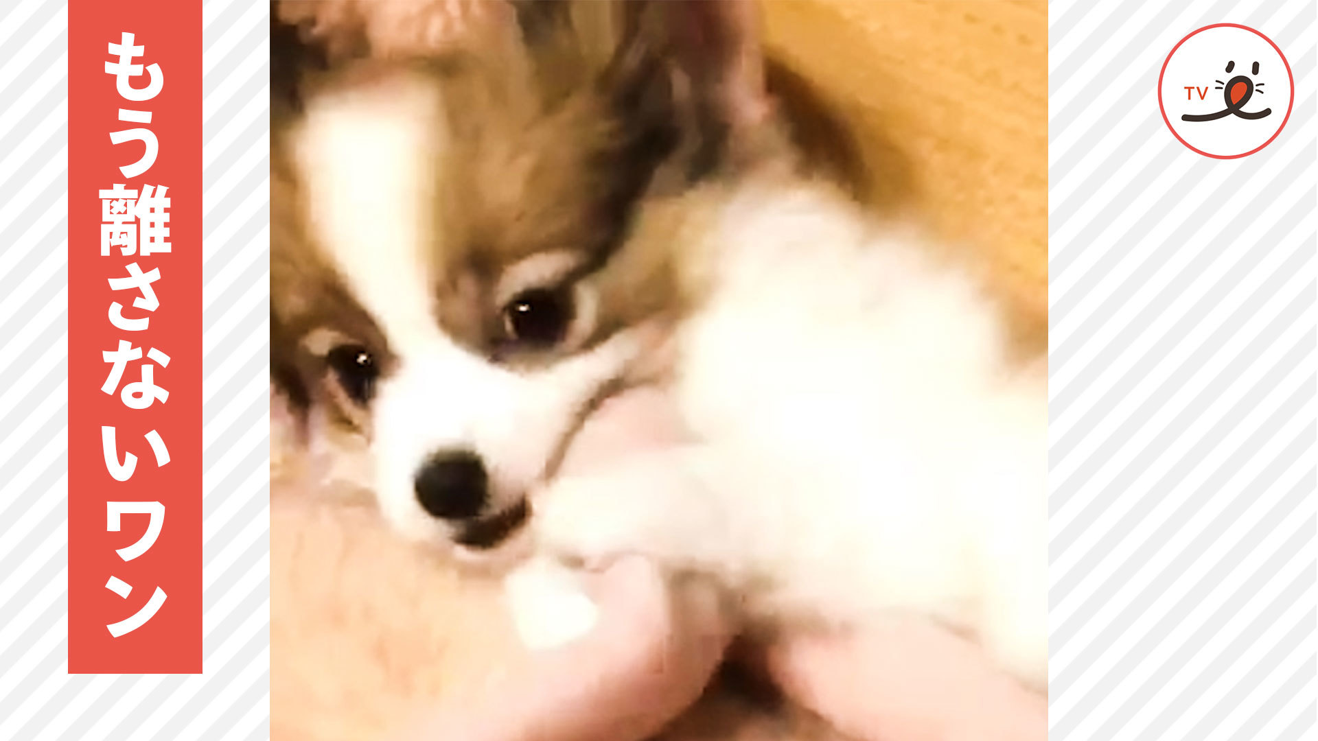 毛布が好きなワンコ。特にあの部分がお気に入り♪