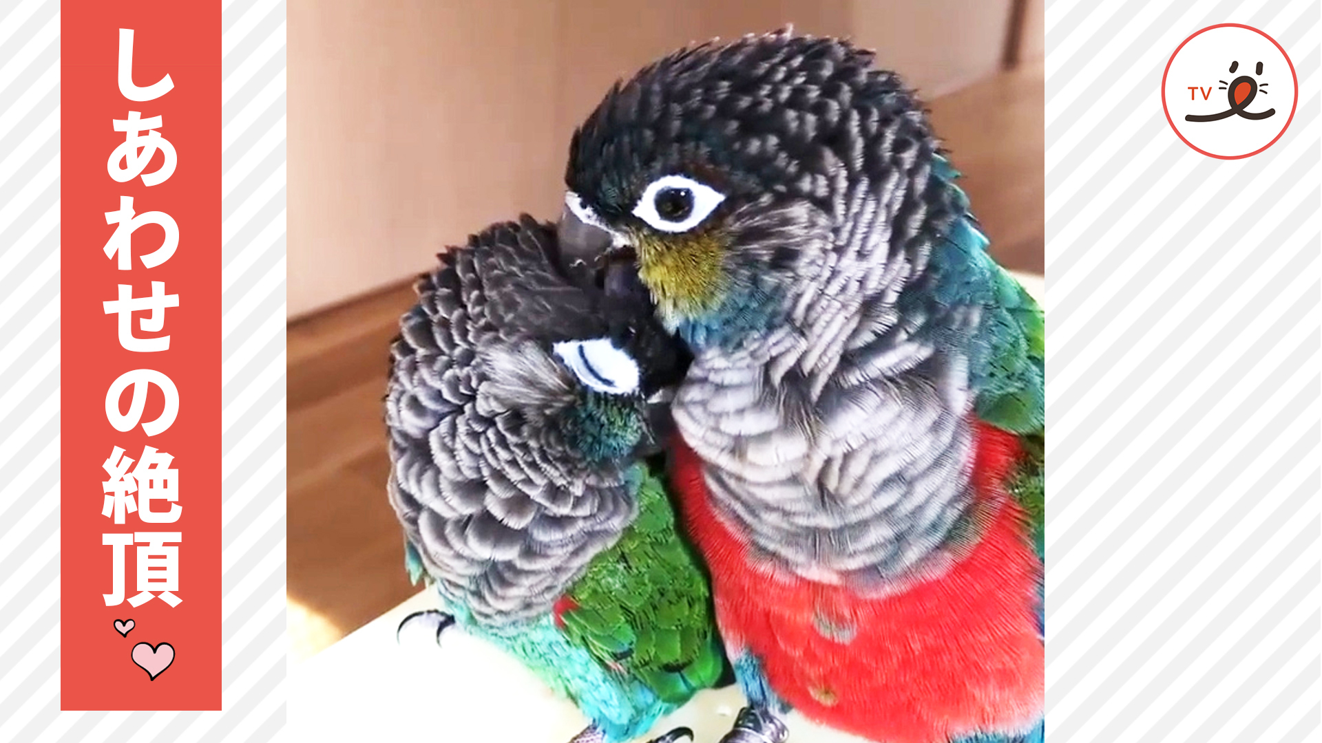 相思相愛♡ ラブラブなインコさんたち