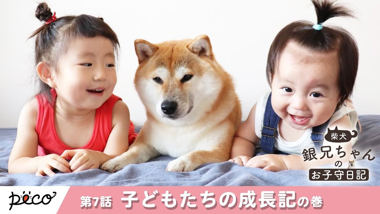 柴犬 銀兄ちゃんのお子守日記】第7話：子どもたちの成長記 | PECO（ペコ）