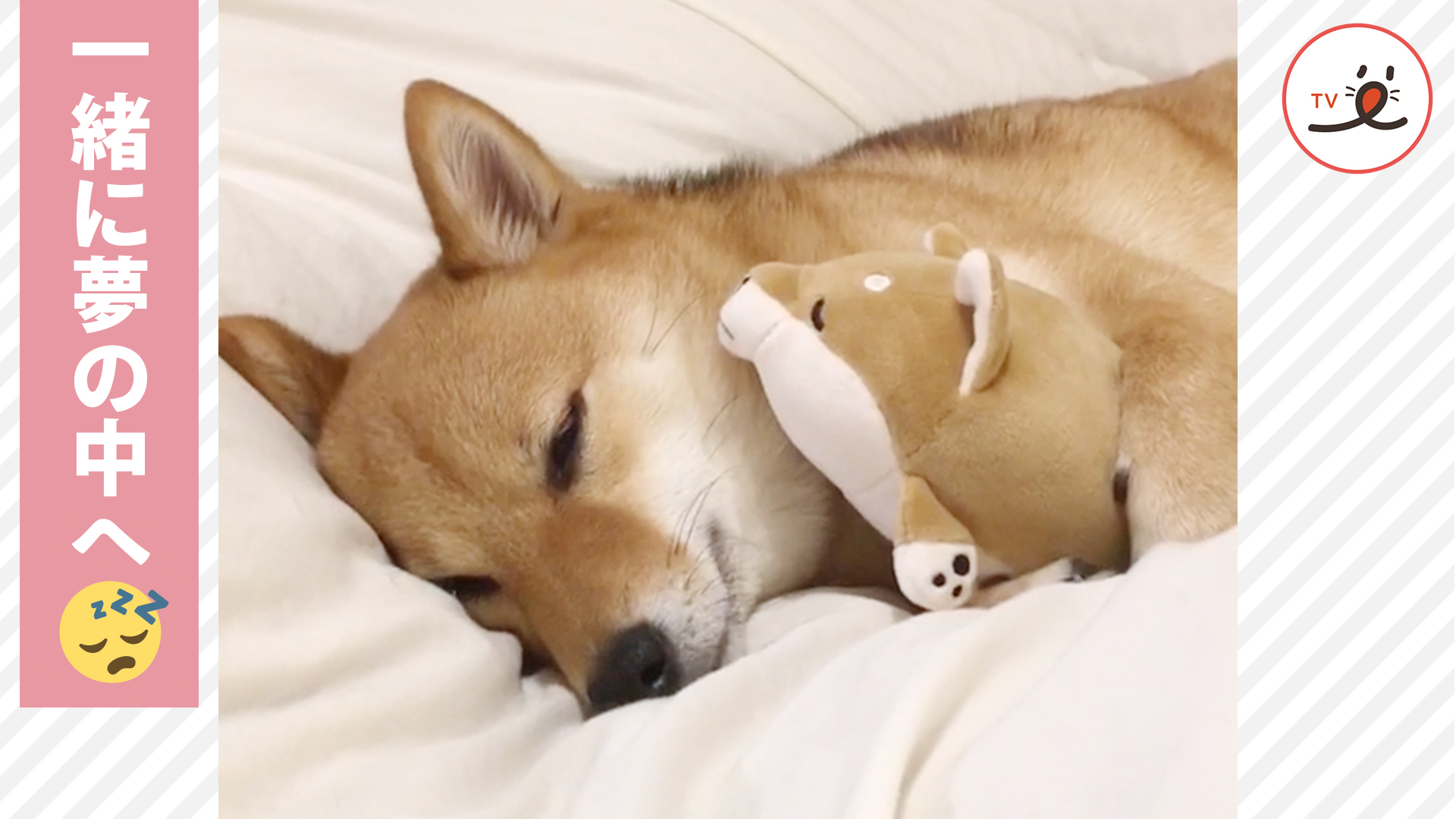 まるで赤ちゃん♡ ぬいぐるみを抱いて眠るワンコ