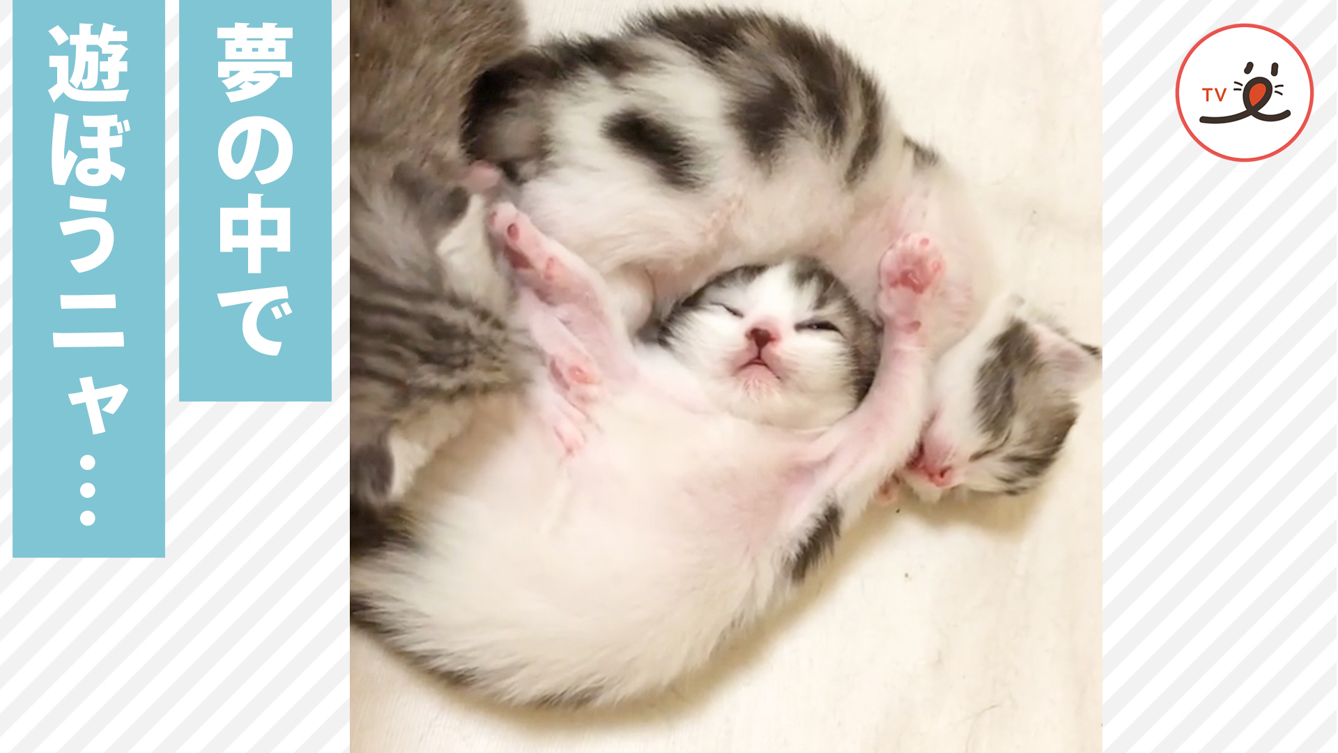 お昼寝中の子猫を誘ってみるも……。