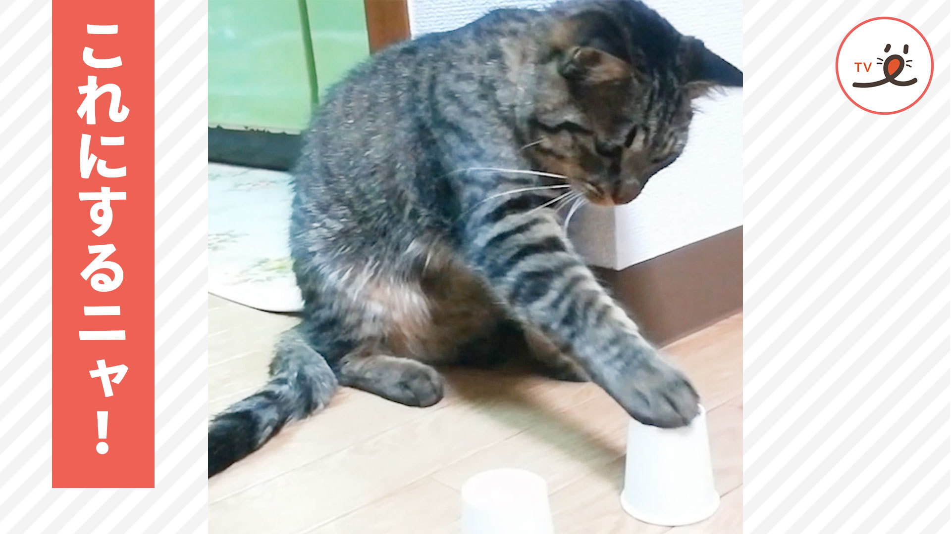 おやつが入っているカップはど～れだ？