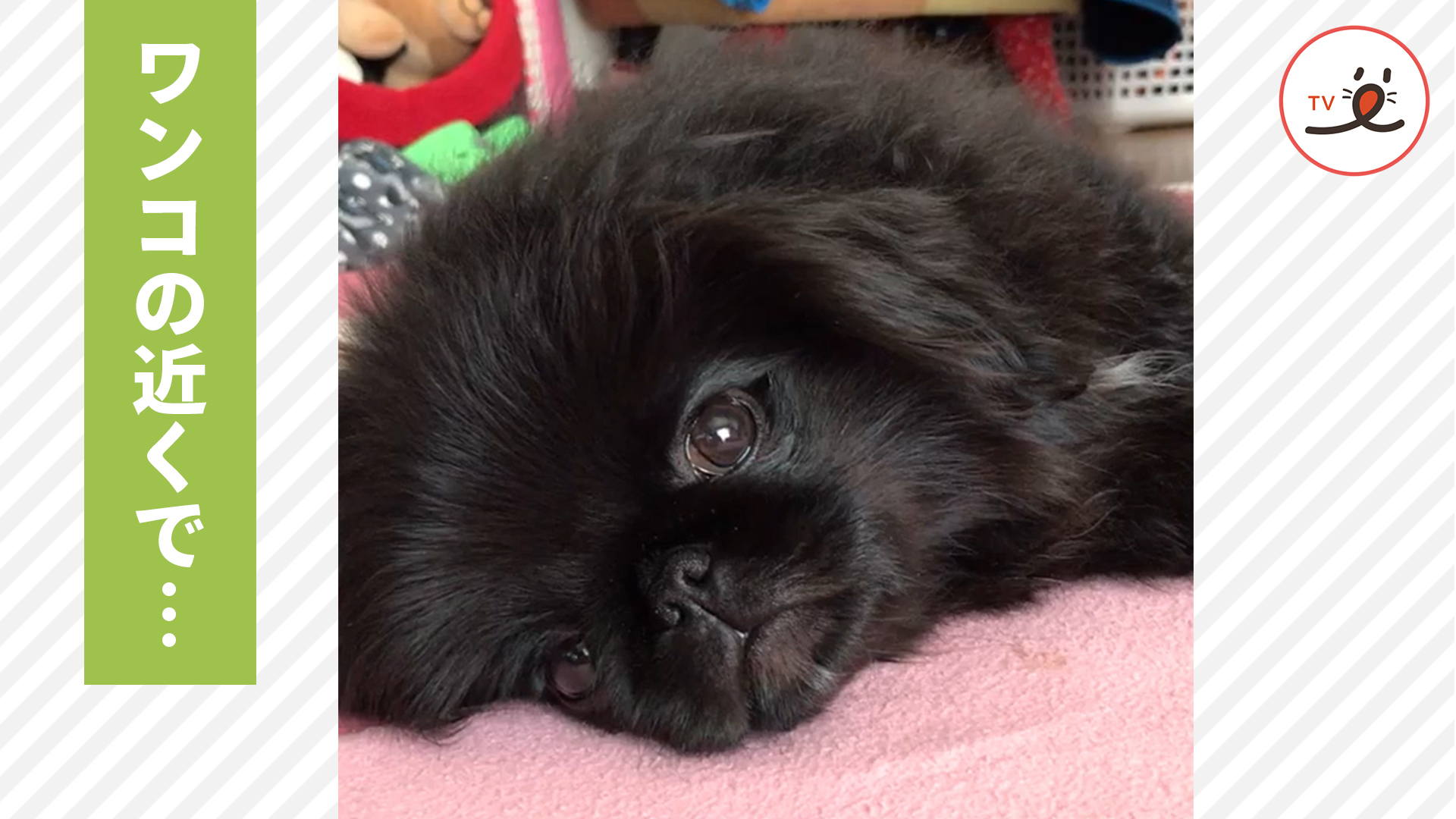 おやすみ中のワンコの側でドタバタ騒ぎ！ すると……？