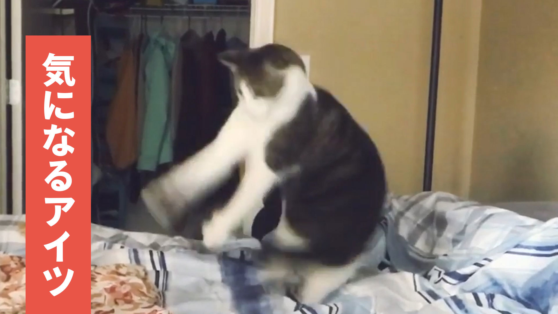 ニャンコが尻尾に翻弄された結果……。