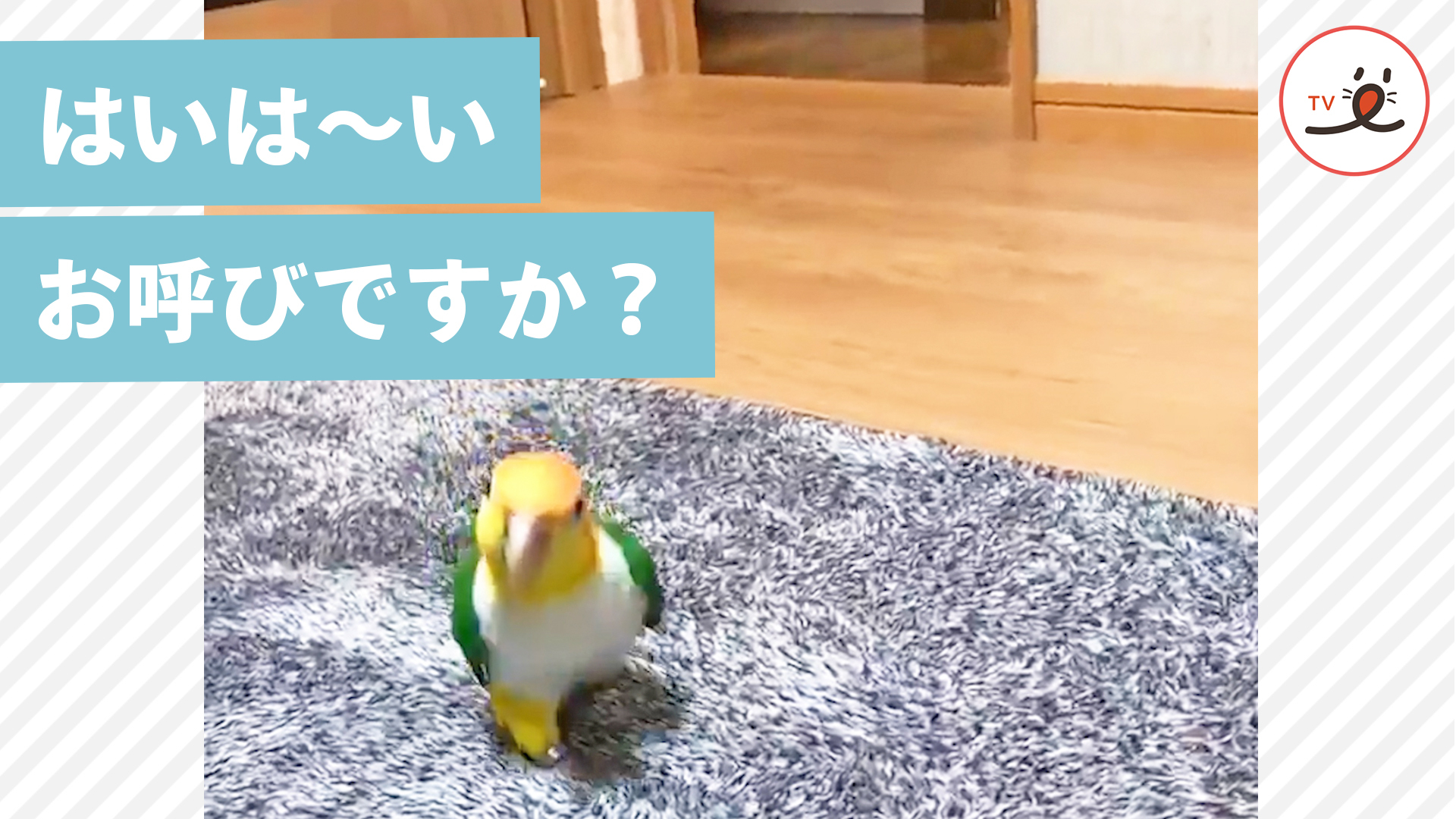 インコさんの名前を呼んでみると……！