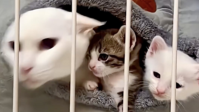 【保護猫】出産後、子育て頑張ってるママ