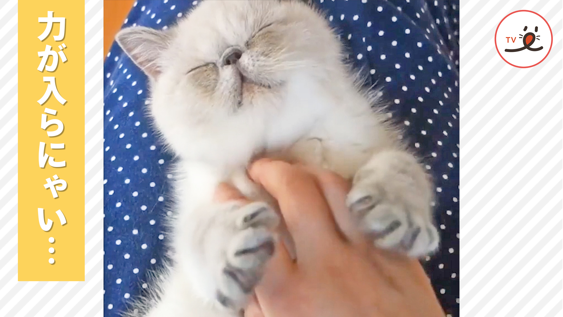 おうちにきたばかりのニャンコが無防備すぎ♡