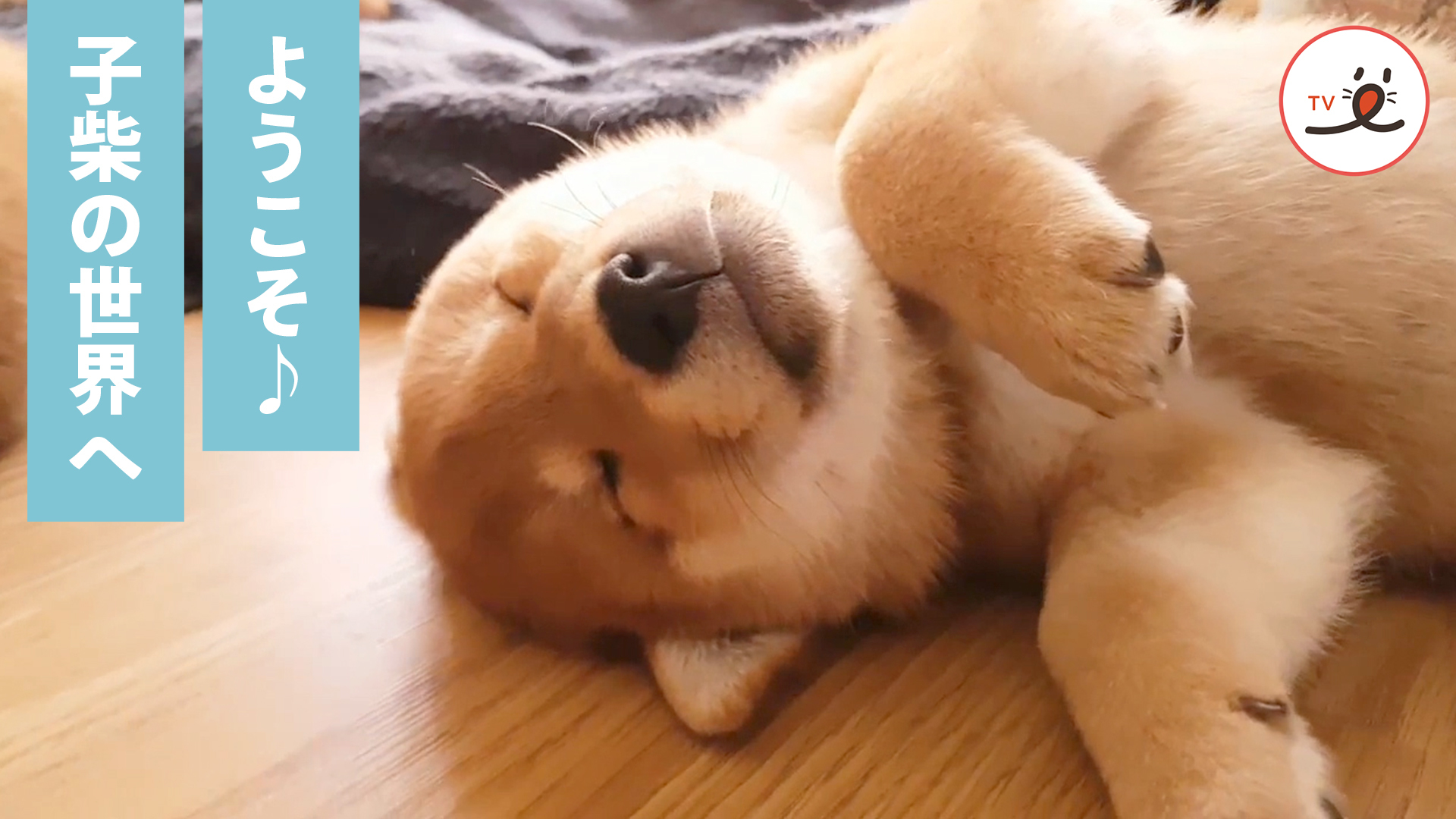 【子柴が大集合】可愛さが爆発しています！！