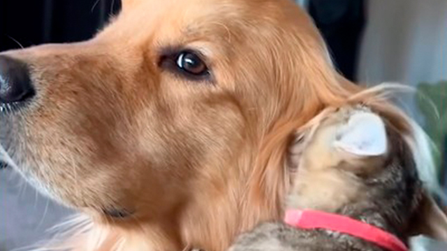 ワンコを堪能するニャンコ