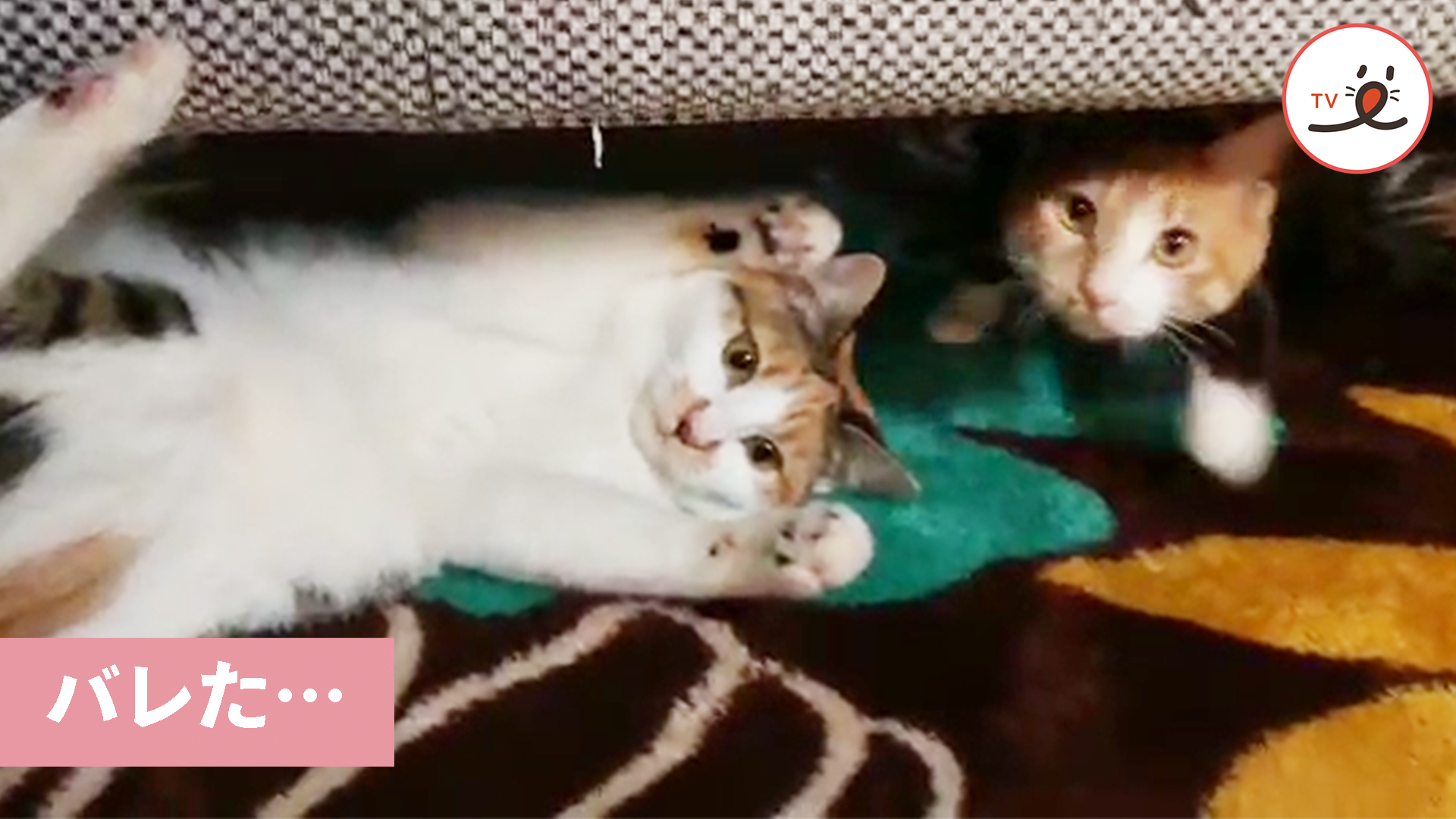 ソファで爪とぎ中のニャンコたち。飼い主さんにバレると……