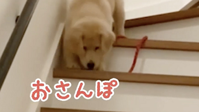 おさんぽ連れてって