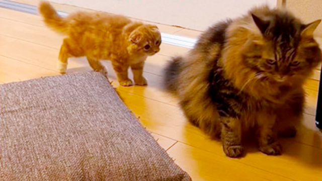 子猫の全力謝罪！