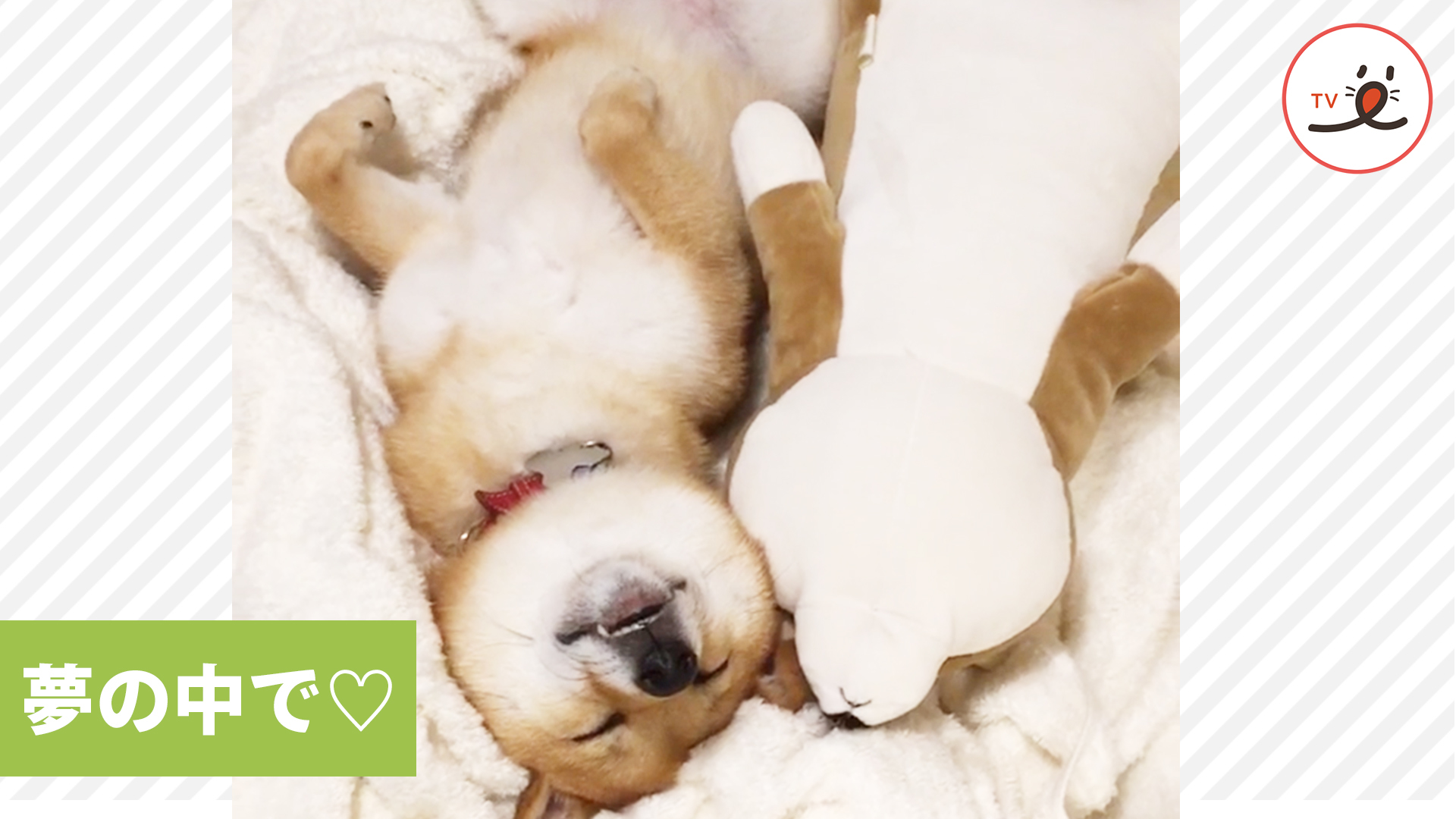 通じ合う柴犬さんとそっくりなお友だち♪