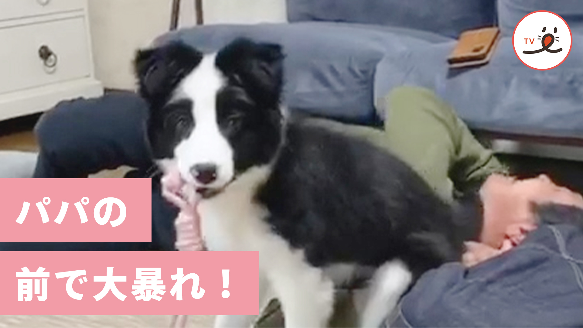おもちゃを咥えたワンコが凶器と化す！？笑