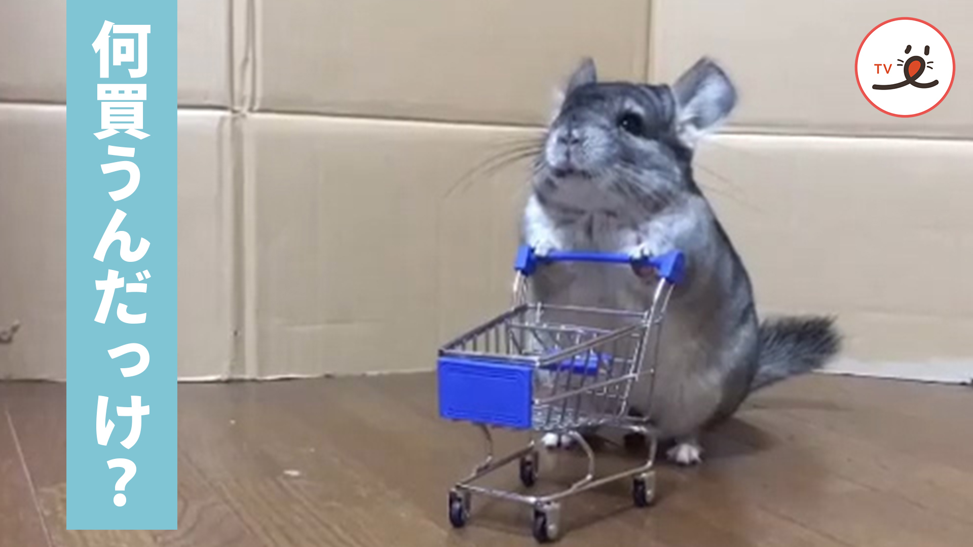 買い物途中で何を買うのか忘れてしまったチンチラちゃん Peco ペコ