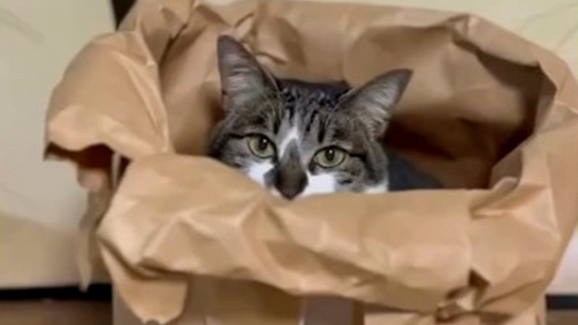 ボスに歯向かうものは…