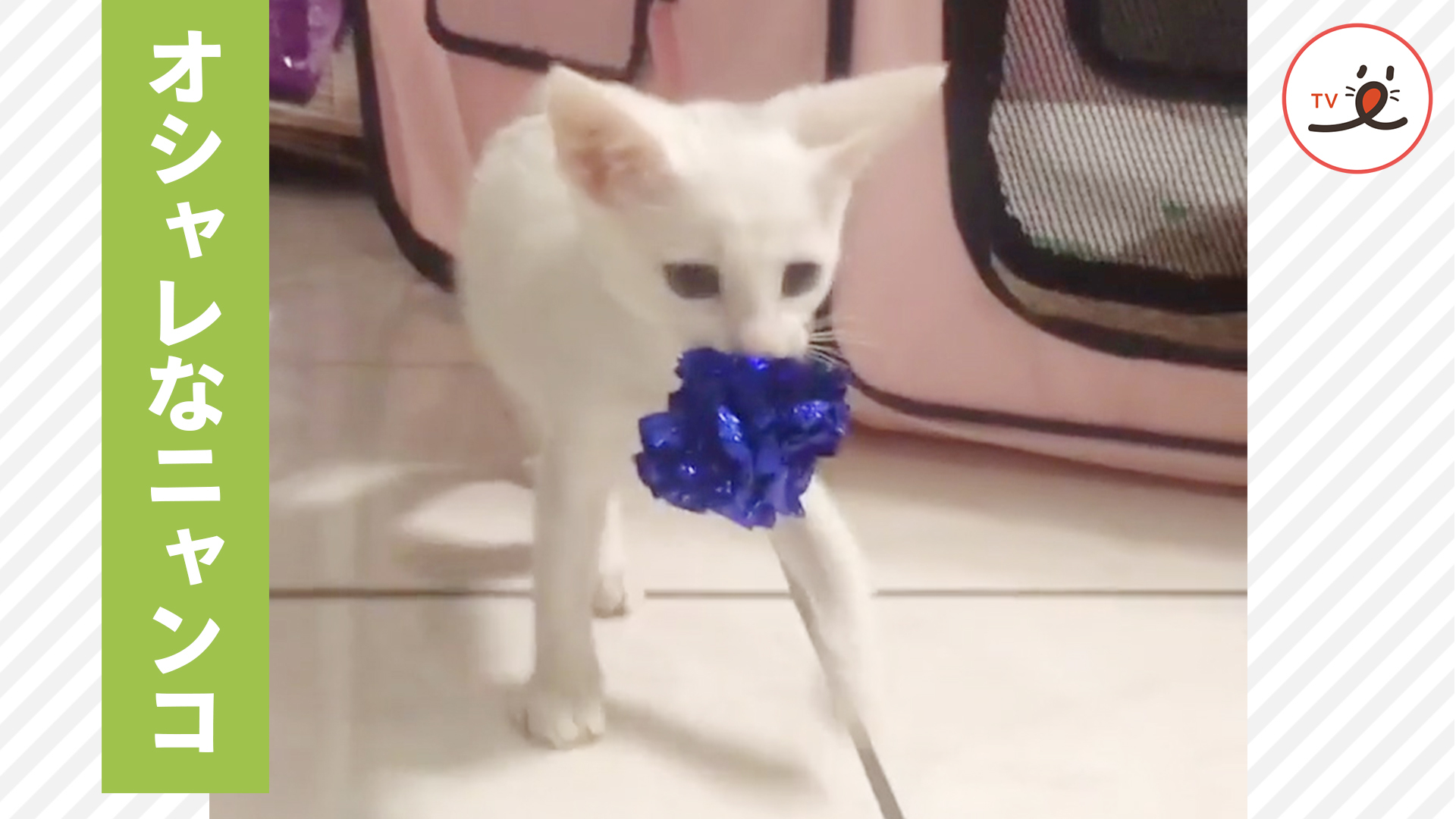 ニャンコのボール自慢♪