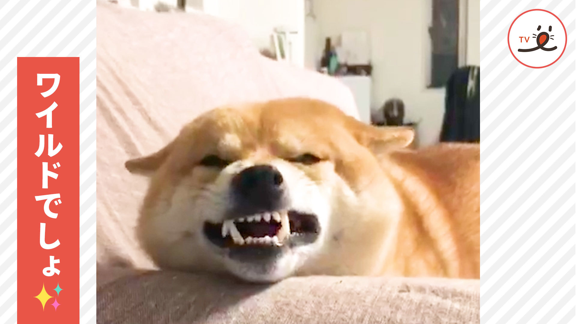 いつも笑顔な柴犬さんがワイルドに！？