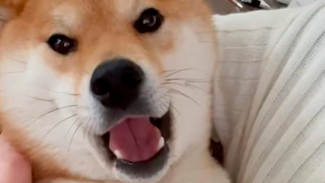 【お顔なめたい】訴え続ける柴犬