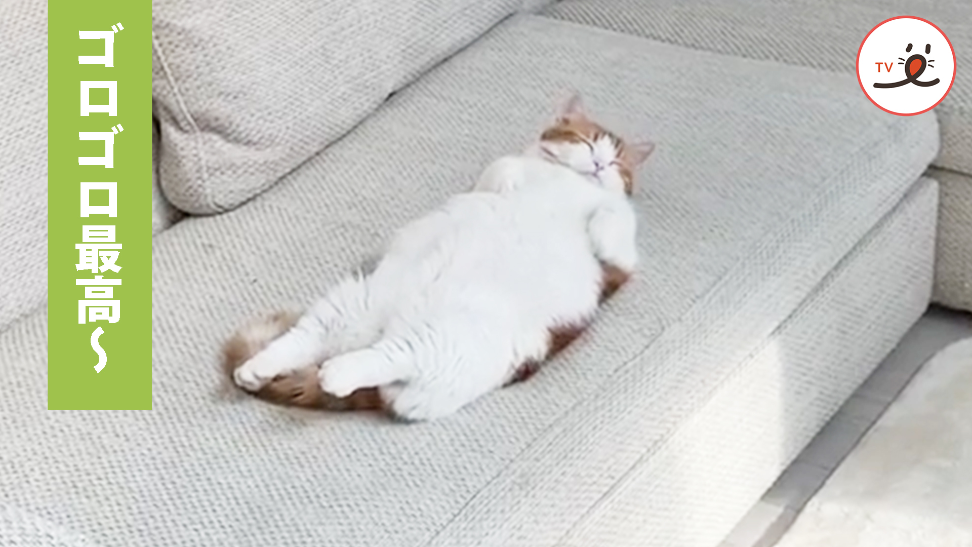 朝ごはんの後、ソファでくつろぐニャンコ