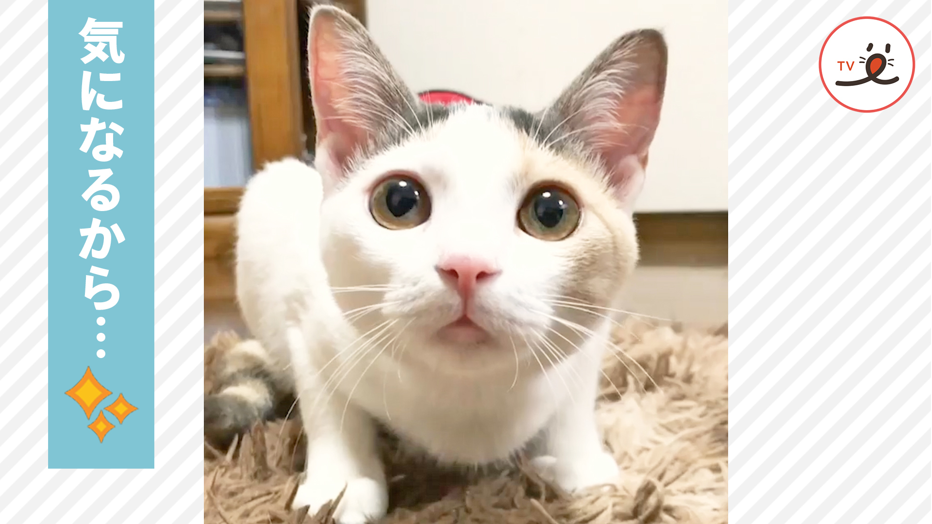 ニャンコのドアップを独り占めしている気分♪