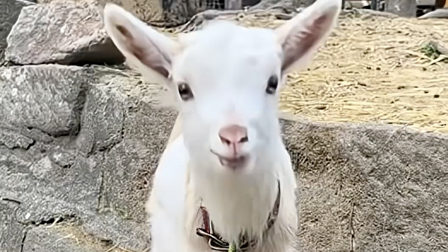 子ヤギさんの名前が…