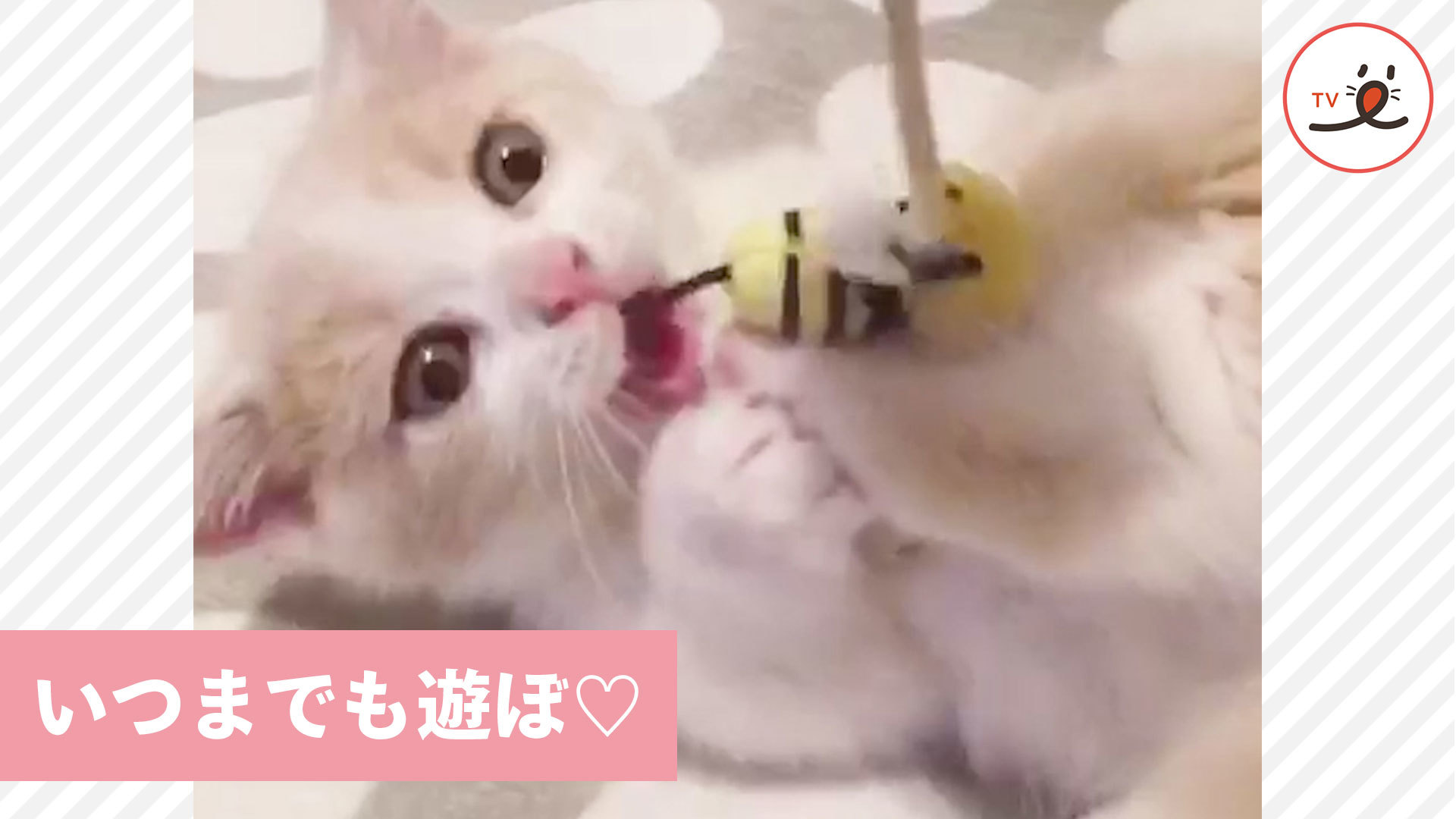 子猫はどんな時も全力なんです！