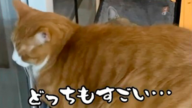 なっちゃんの上に乗るチャチャくん