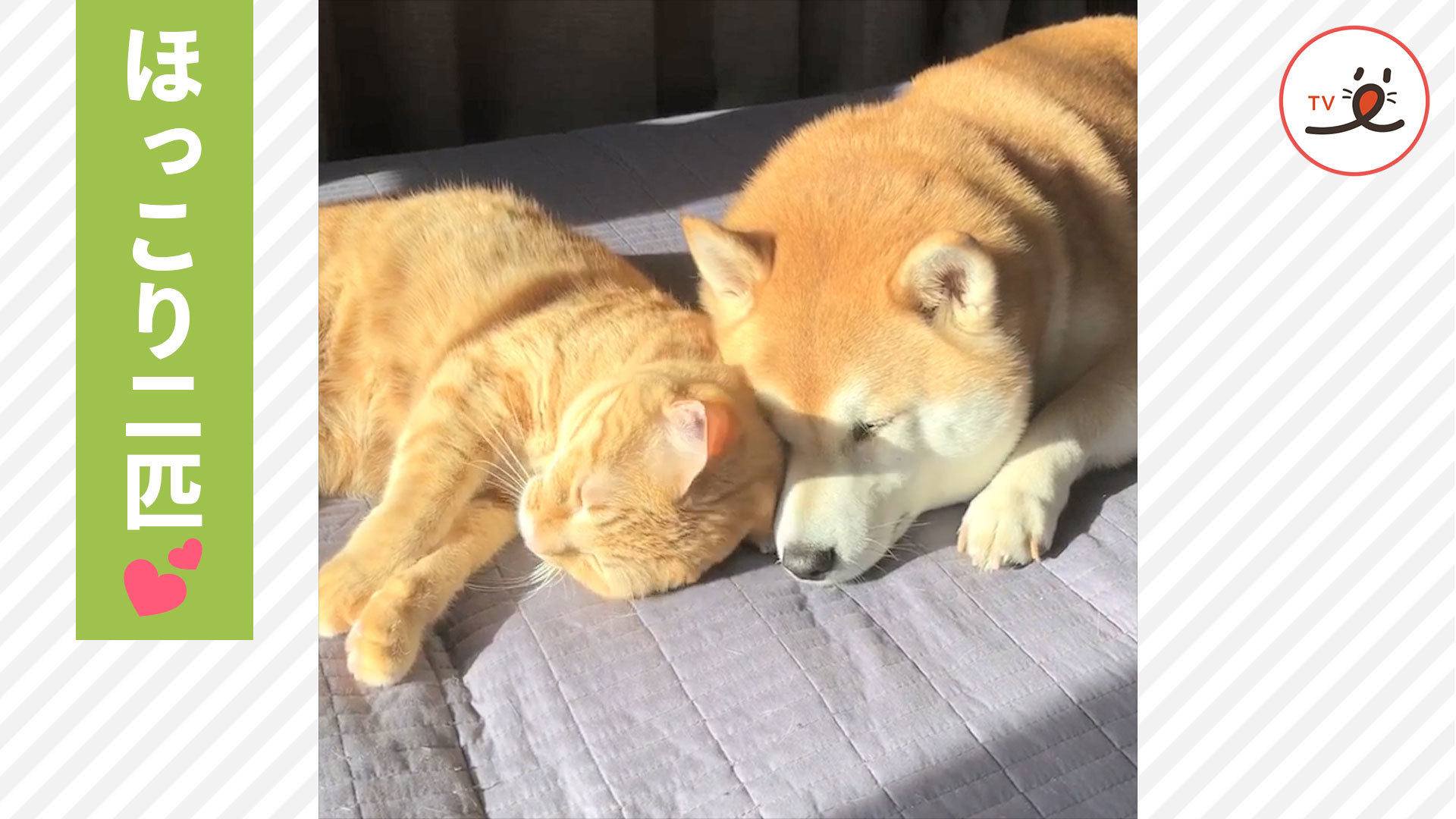 寄り添ってハグ♡ ワンニャンたちの日向ぼっこ