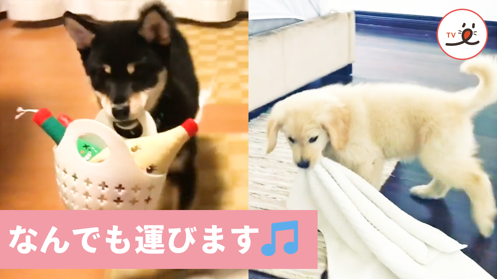 かわいい運び屋さんたち♡ 運ぶのは物だけでなく……