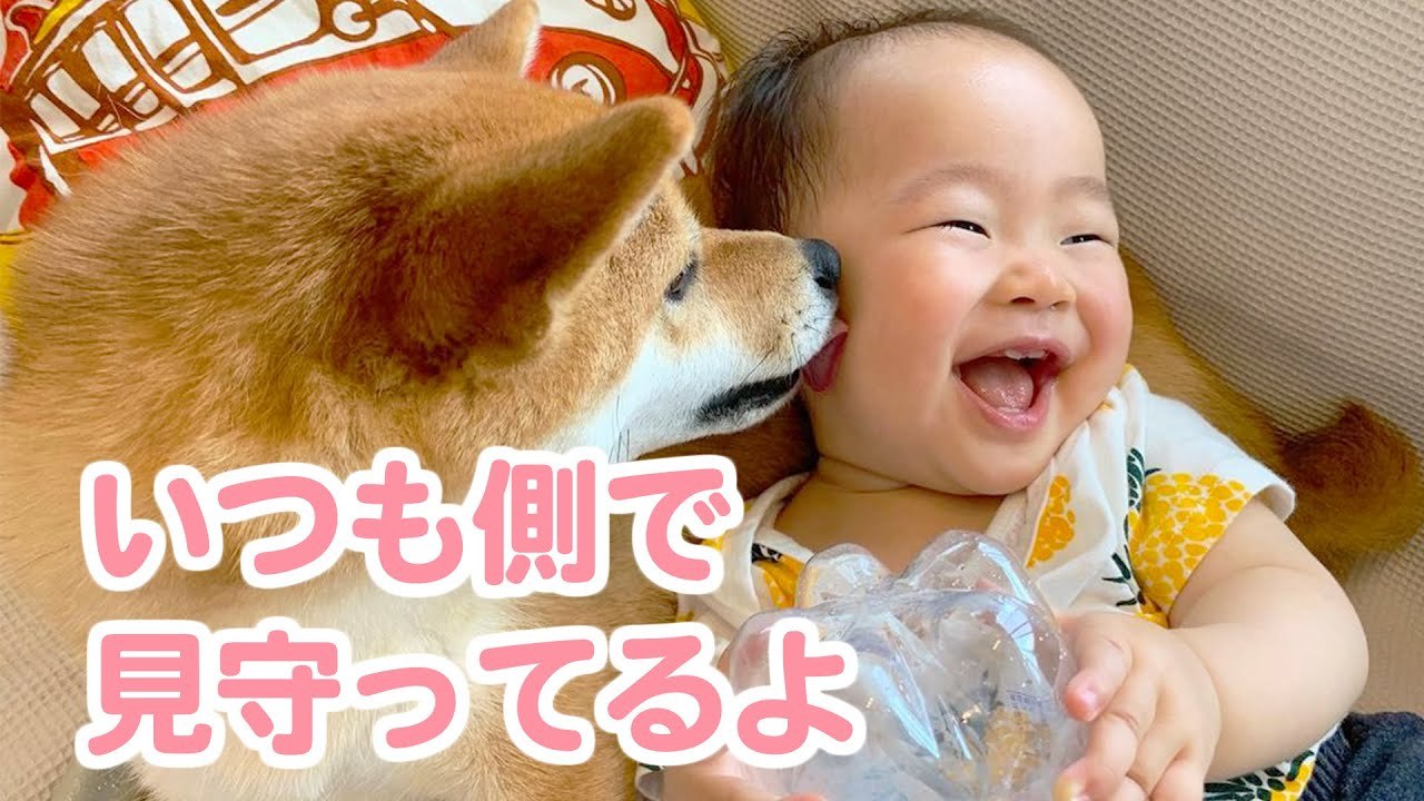 初めて出会った赤ちゃんにビックリしていた柴犬が子どもの成長を見守る