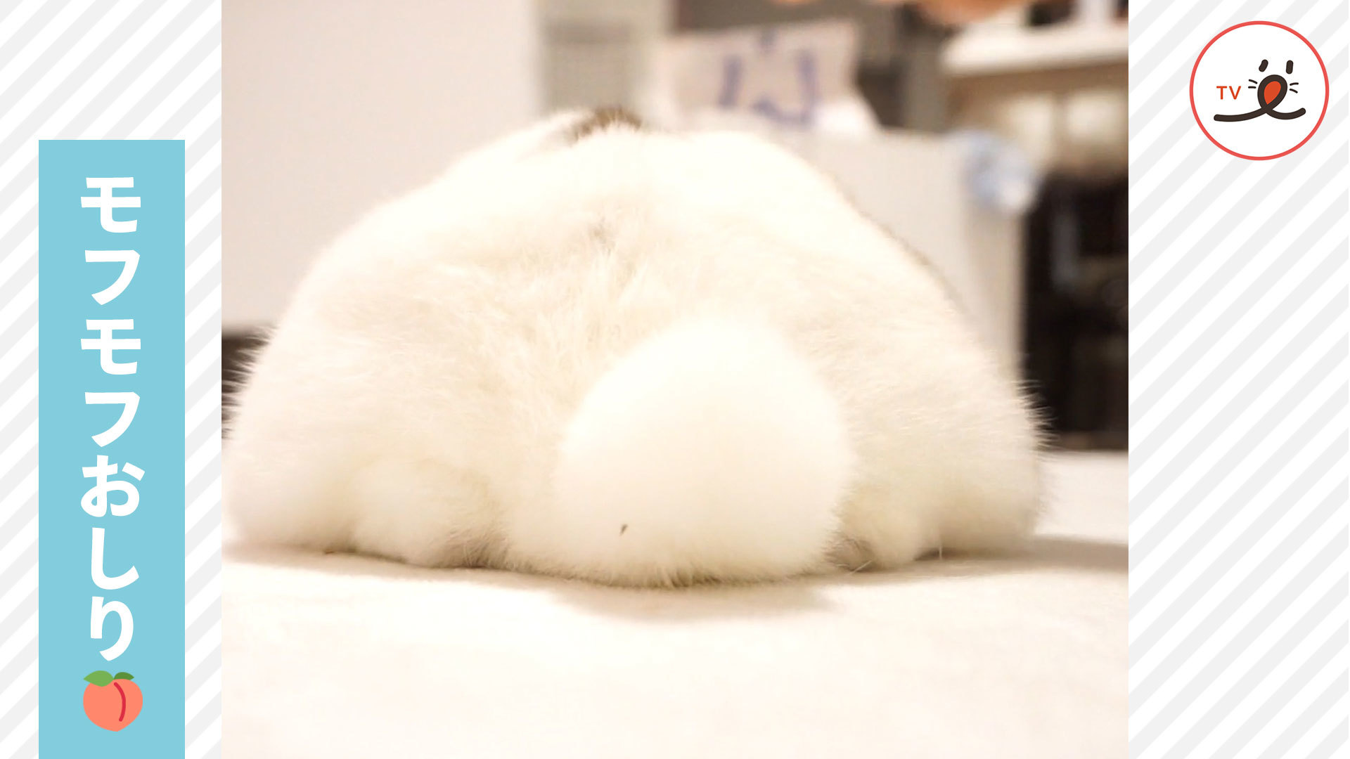 うさぎさんのモフモフを堪能♪