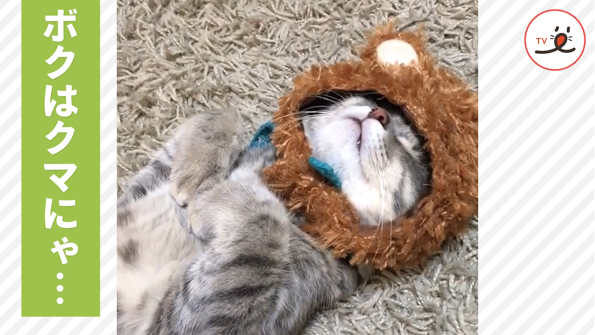 無防備に眠る……クマさん！？